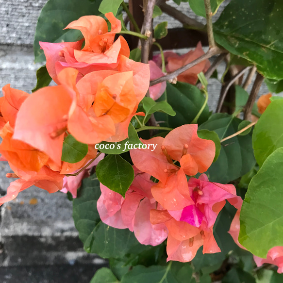 【送料込】花色変化♡ブーゲンビリア♡カルフォルニアオレンジ♡鉢ごと発送♡ 5枚目の画像
