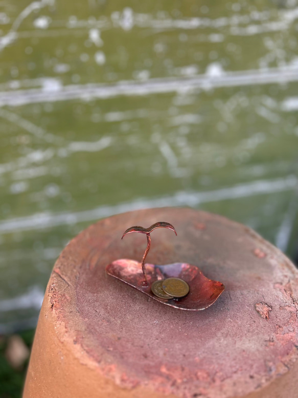 きっと芽が出る 1枚目の画像