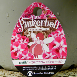 ★ENGEI ichioki★ペラルゴニウム「ピンカーベル」鉢花01◆可愛らしいピンク花◆ 4枚目の画像