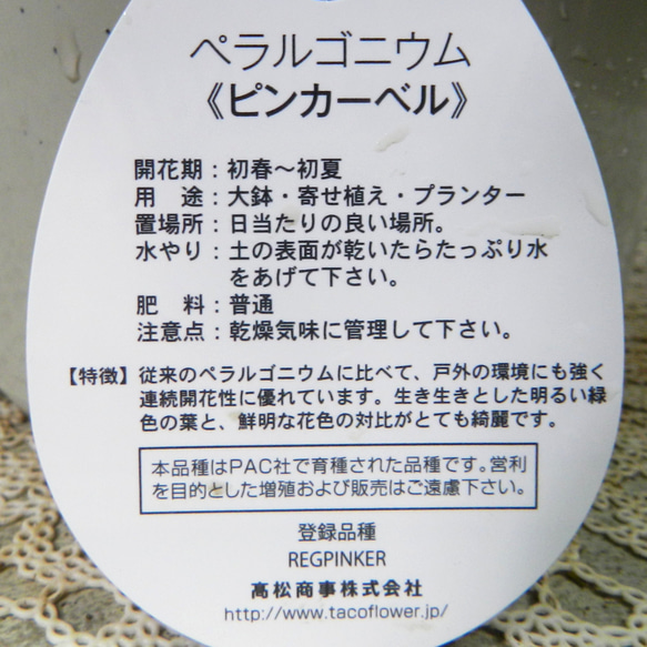 ★ENGEI ichioki★ペラルゴニウム「ピンカーベル」鉢花01◆可愛らしいピンク花◆ 5枚目の画像