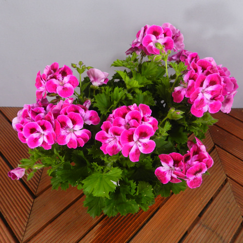 イッペー。花。ピンク。観葉植物。鉢ごと無料で発送致します。 anthurium-224_1.jpg?1565091552