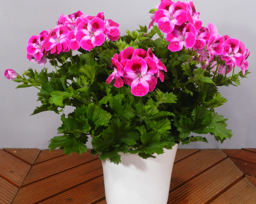 イッペー。花。ピンク。観葉植物。鉢ごと無料で発送致します。 anthurium-224_1.jpg?1565091552