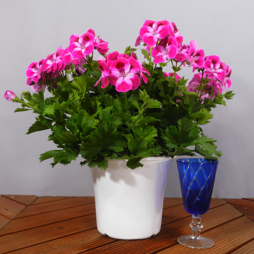 イッペー。花。ピンク。観葉植物。鉢ごと無料で発送致します。 観葉植物 アンスリウム 8号 ピンク プラスチック鉢 | 観葉植物