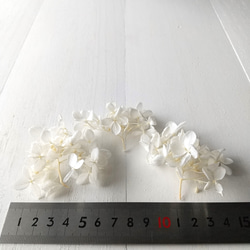 あじさい ホワイト (プリザーブドフラワー ハーバリウム 花材) 4枚目の画像