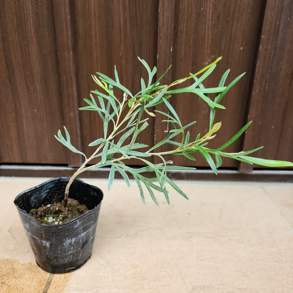 這性 グレビレア グラスファイアー ポット苗 ネイティブフラワー