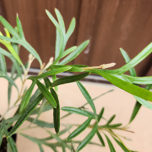 グレビレア グレープ オージープランツ グレープ グレビレア 苗