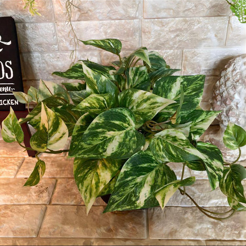 光触媒　人工観葉植物　ウォールグリーン　フェイクグリーン　マーブルポトスヘゴ 光触媒人工観葉植物ウォールグリーンフェイクグリーンマーブル