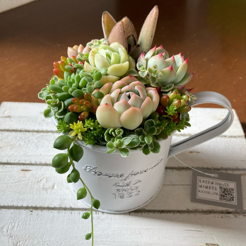 多肉植物　韓国苗　寄せ植え　ゴブレット 多肉植物 寄せ植え ゴブレットポット·͜· ꕤ︎︎ - メルカリ