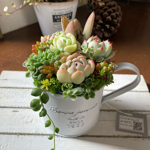 多肉植物 多肉セダムの寄せ植え ブリキ鉢 おうちインテリア 韓国苗