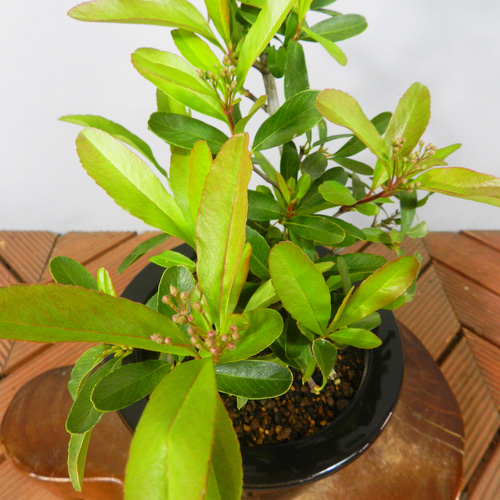 ハイビスカス盆栽 班入り　琉球盆栽　plant Hunter 陶器鉢 楽天市場】ハイビスカス 鉢植え（盆栽｜花・観葉植物）：花