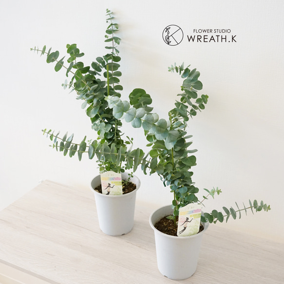 送料込み】ユーカリ・プレミアムシリーズ「ベイビーブルーブーケ」（4