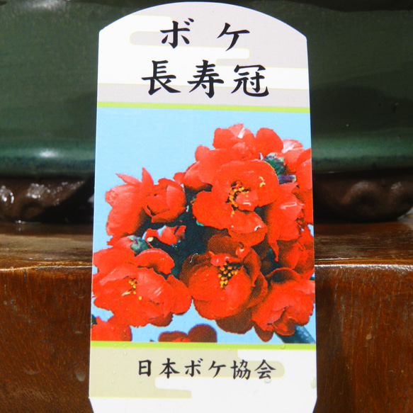 ★ENGEI ichioki★木瓜・ボケ「長寿冠」小品盆栽◆花は終わりました◆ 9枚目の画像