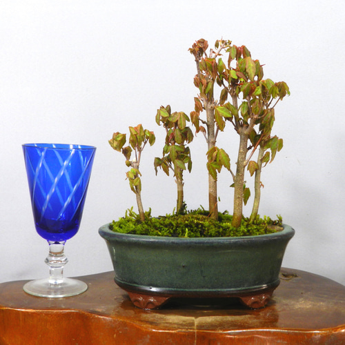 ☆ENGEI ichioki☆唐楓・トウカエデ・小品盆栽◇形良好な小品 ☆ENGEI ichioki☆唐楓・トウカエデ・小品盆栽◇形良好な小品