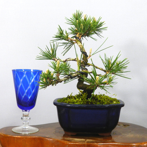 ☆ENGEI ichioki☆三河黒松・小品盆栽◇形良好な小品盆栽です◇ その他 