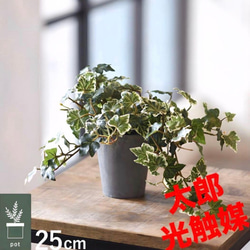 光触媒　人工観葉植物　ウォールグリーン　フェイクグリーン　ユーカリptw@gj 光触媒 人工観葉植物 ウォールグリーン フェイクグリーン ユーカリ高さ