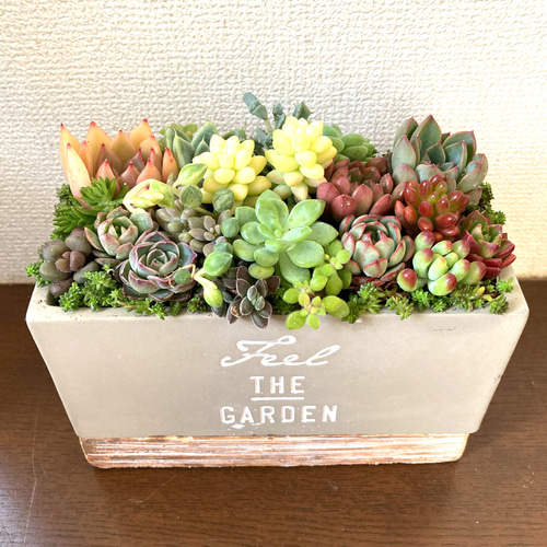 母の日プレゼント》多肉植物 寄せ植え 陶器鉢 おしゃれ 多肉植物寄植え