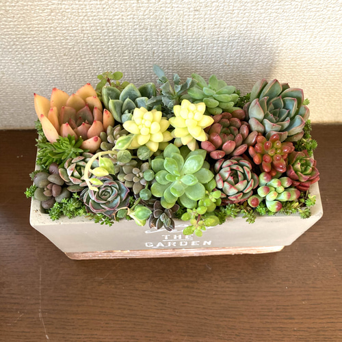 母の日プレゼント》多肉植物 寄せ植え 陶器鉢 おしゃれ 多肉植物寄植え