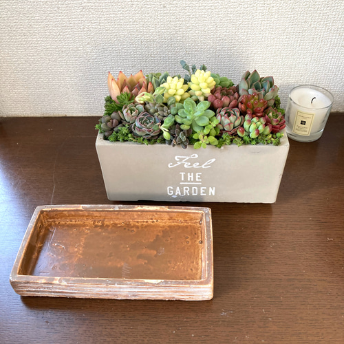 母の日プレゼント》多肉植物 寄せ植え 陶器鉢 おしゃれ 多肉植物寄植え