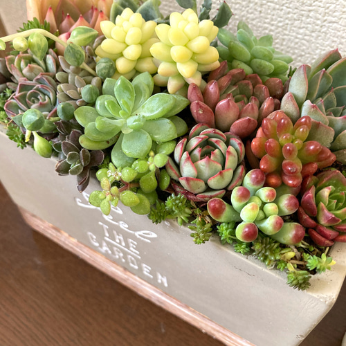 母の日プレゼント》多肉植物 寄せ植え 陶器鉢 おしゃれ 多肉植物寄植え