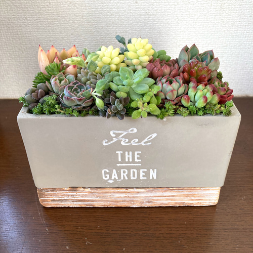 かぎ編み ハンドメイド 多肉植物の寄せ植え インテリア ナチュラル雑貨 母の日プレゼント》多肉植物 寄せ植え 陶器鉢 おしゃれ 多肉植物寄植え