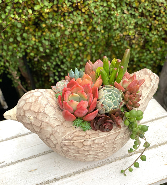 母の日　寄せ植え　多肉植物　寄せ植え　バスケット　☆ 母の日 寄せ植え 多肉植物 寄せ植え バスケット｜観葉植物 オンライン通販