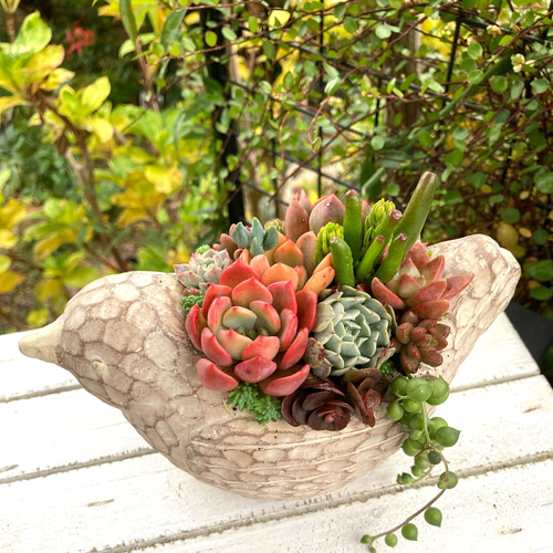 母の日ギフト》多肉植物 寄せ植え シルワポット コトリポット 多肉植物
