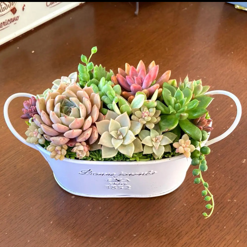 多肉植物寄せ植えそのまま飾れる 白ポット取って付き おしゃれ 多肉植物寄せ植えそのまま飾れる 白ポット取って付き おしゃれ