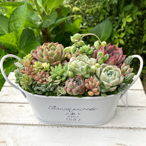 多肉植物寄せ植えそのまま飾れる 白ポット取って付き おしゃれ