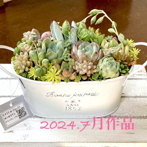 激安ブランド 多肉植物寄せ植えそのまま飾れる 白ポット取って付き おしゃれ エケベリア・セダム