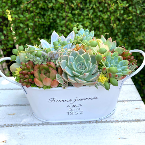 多肉植物寄せ植えそのまま飾れる 白ポット取って付き おしゃれ