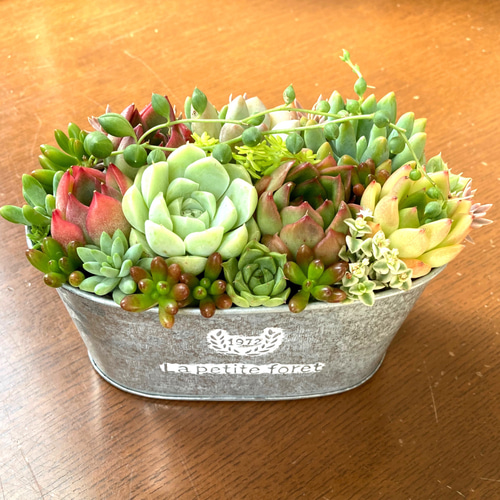 記念日》多肉植物 多肉セダムの寄せ植え アンティーク調ブリキ鉢 多肉