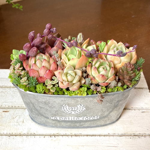 記念日》多肉植物 多肉セダムの寄せ植え アンティーク調ブリキ鉢 多肉