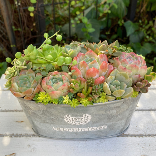 記念日》多肉植物 多肉セダムの寄せ植え アンティーク調ブリキ鉢 多肉