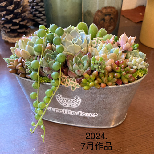 記念日》多肉植物 多肉セダムの寄せ植え アンティーク調ブリキ鉢 多肉