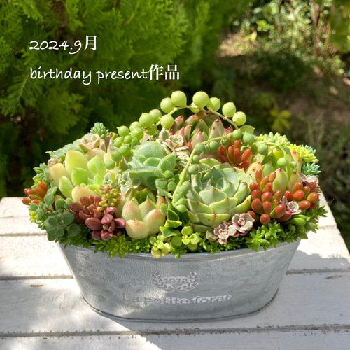 記念日》多肉植物 多肉セダムの寄せ植え アンティーク調ブリキ鉢 多肉