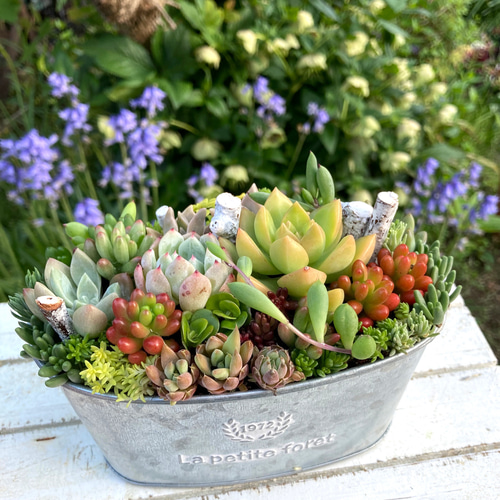 ★多肉植物　寄せ植え〜ブリキピック寄せ〜そのまま飾れます(*≧∀≦*)★ 記念日》多肉植物 多肉セダムの寄せ植え アンティーク調ブリキ鉢 多肉