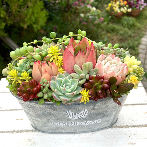 記念日》多肉植物 多肉セダムの寄せ植え アンティーク調ブリキ鉢 多肉