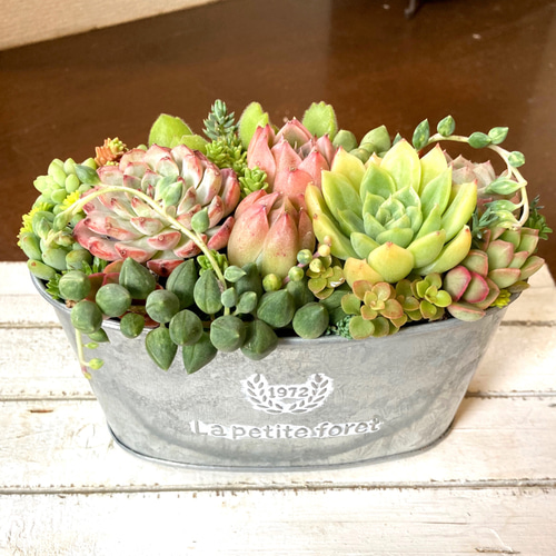 記念日》多肉植物 多肉セダムの寄せ植え アンティーク調ブリキ鉢 多肉