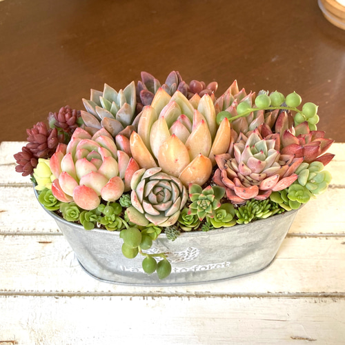 ★多肉植物　寄せ植え〜ブリキ　ハット寄せ〜★ 記念日》多肉植物 多肉セダムの寄せ植え アンティーク調ブリキ鉢 多肉