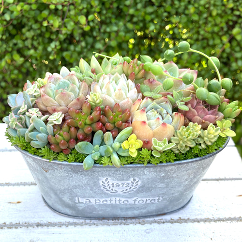 記念日》多肉植物 多肉セダムの寄せ植え アンティーク調ブリキ鉢 多肉