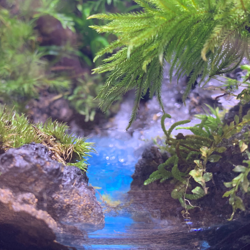240 苔アート 苔テラリウム 滝 完成品 テラリウム ✴︎green 240 苔アート 苔テラリウム 滝 完成品 テラリウム ✴︎green