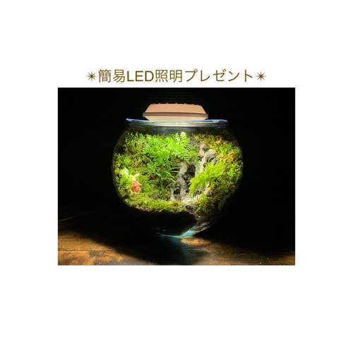 240 苔アート 苔テラリウム 滝 完成品 テラリウム ✴︎green