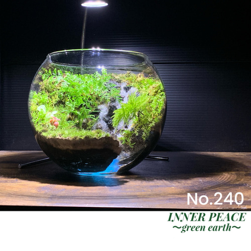 240 苔アート 苔テラリウム 滝 完成品 テラリウム ✴︎green