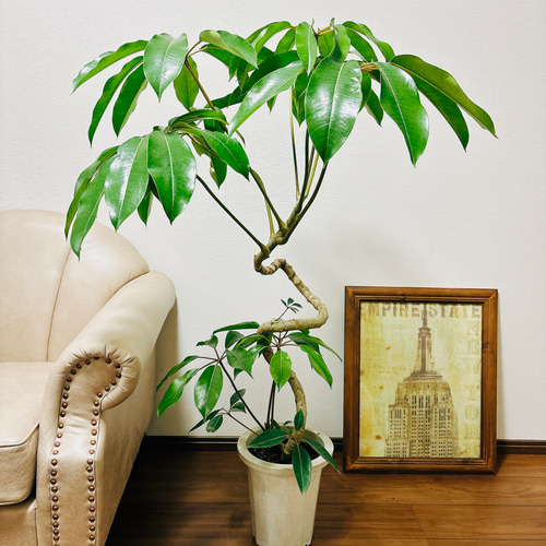 ［現品］3番　ツピタンサス　曲がり　8号　観葉植物　室内　大型　おしゃれ 現品］3番 ツピタンサス 曲がり 8号 シェフレラ ピュックレリ