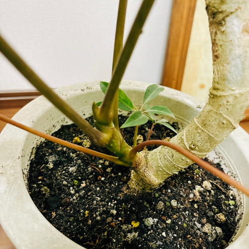 ［現品］3番　ツピタンサス　曲がり　8号　観葉植物　室内　大型　おしゃれ 現品］3番 ツピタンサス 曲がり 8号 シェフレラ ピュックレリ