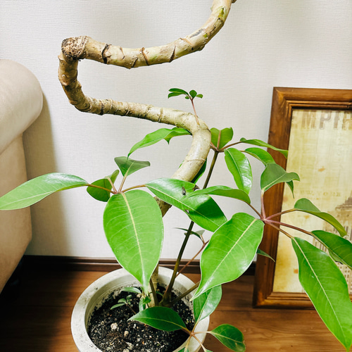 ［現品］3番　ツピタンサス　曲がり　8号　観葉植物　室内　大型　おしゃれ 現品］3番 ツピタンサス 曲がり 8号 観葉植物 室内 大型