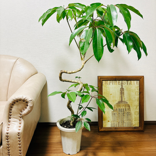 現品］3番 ツピタンサス 曲がり 8号 観葉植物 室内 大型