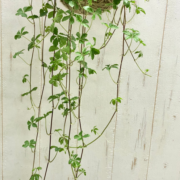 インテリア性抜群 シュガーバイン  麻玉 ハンギング 吊り  観葉植物 3枚目の画像
