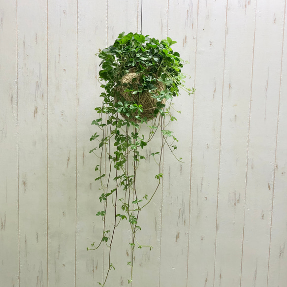 インテリア性抜群 シュガーバイン  麻玉 ハンギング 吊り  観葉植物 1枚目の画像