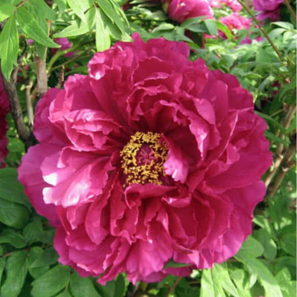 牡丹 島大臣 特大株 抜き苗発送 牡丹 島大臣 特大株 抜き苗発送 【公式通販】